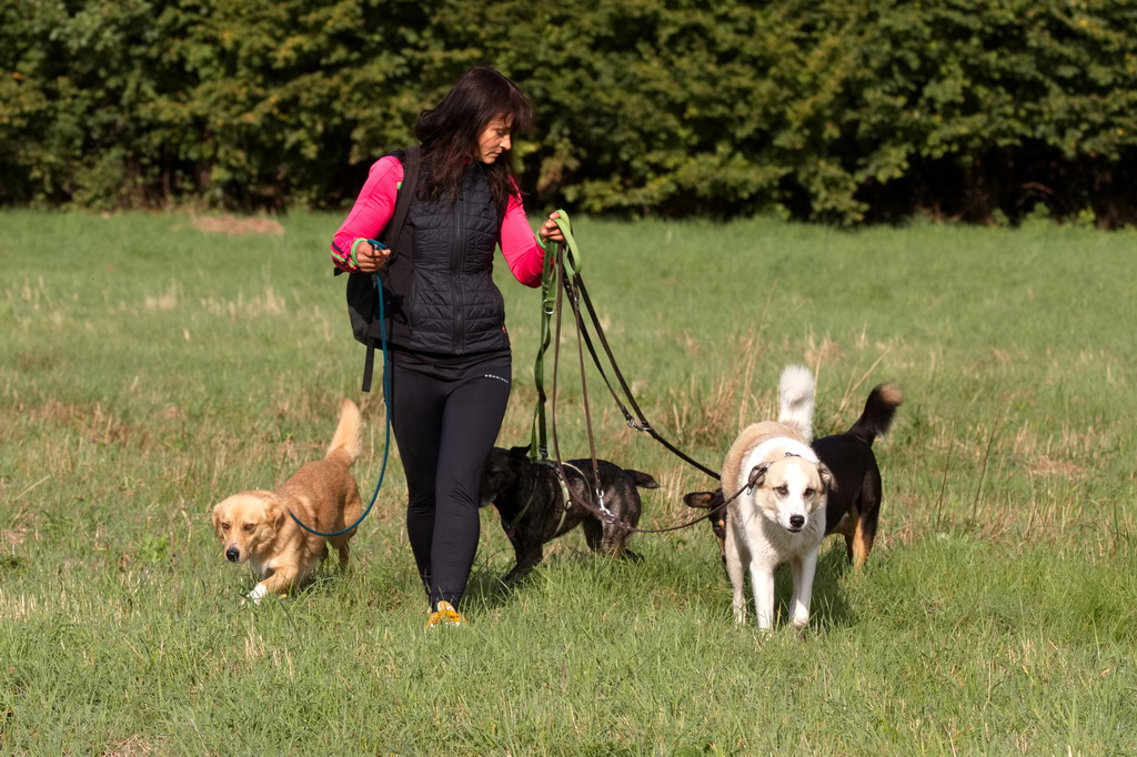 Mit Hunden spazieren gehen